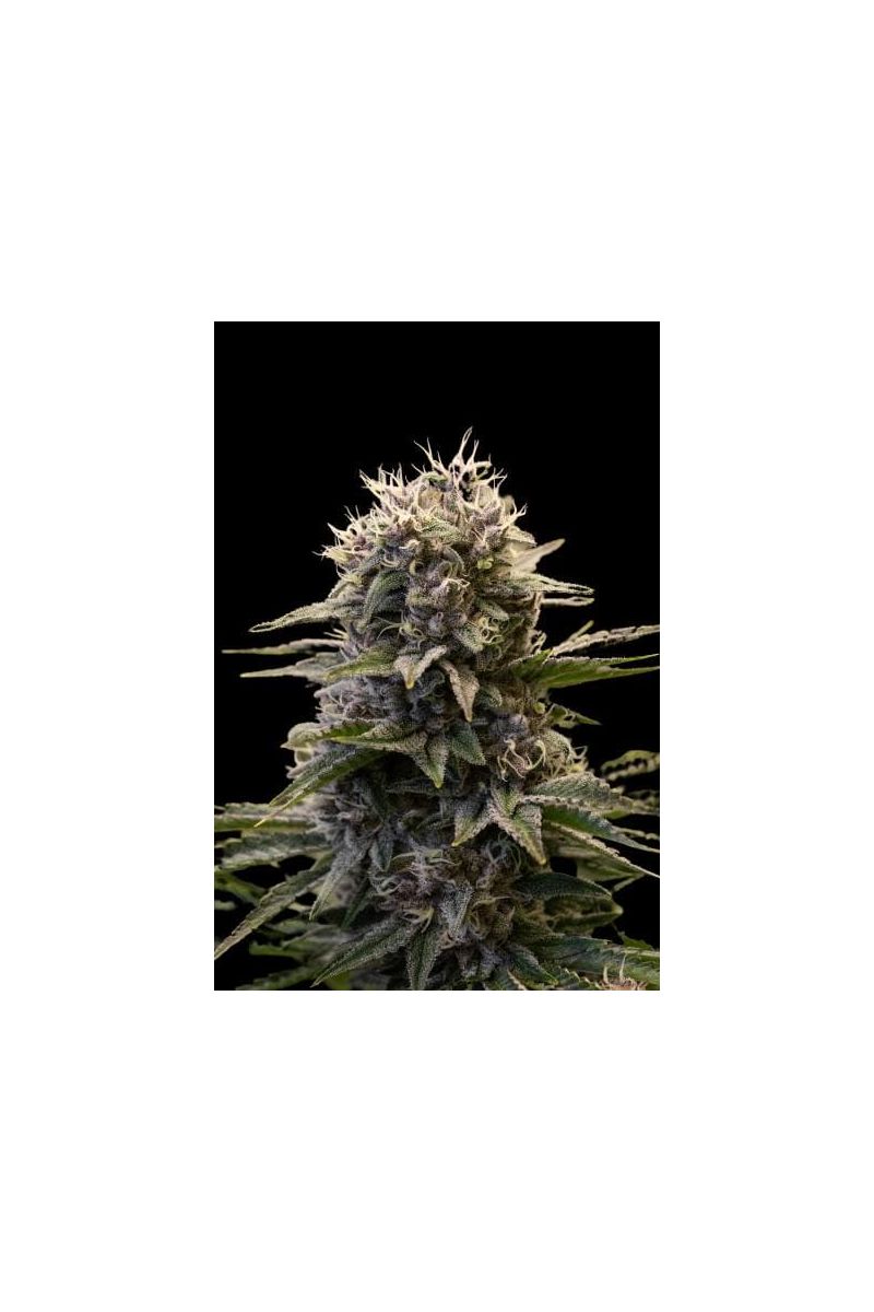 Black Ultimate genetics, Фасовка: 3+1