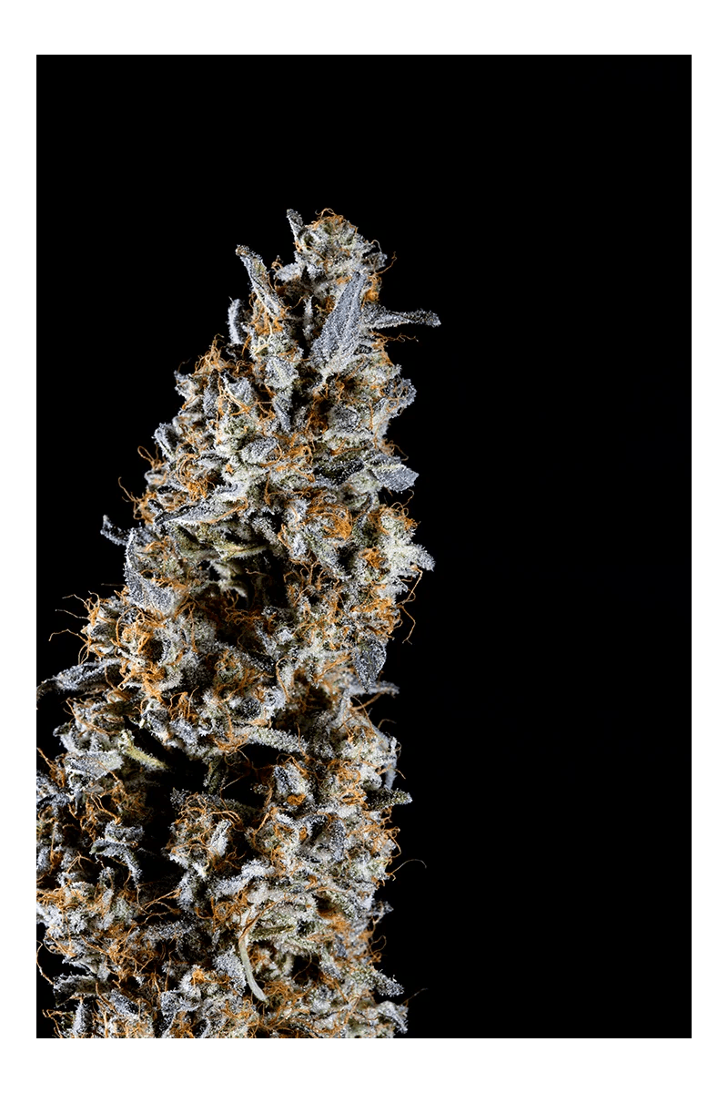 Slipstream, Фасовка: 5, изображение 2