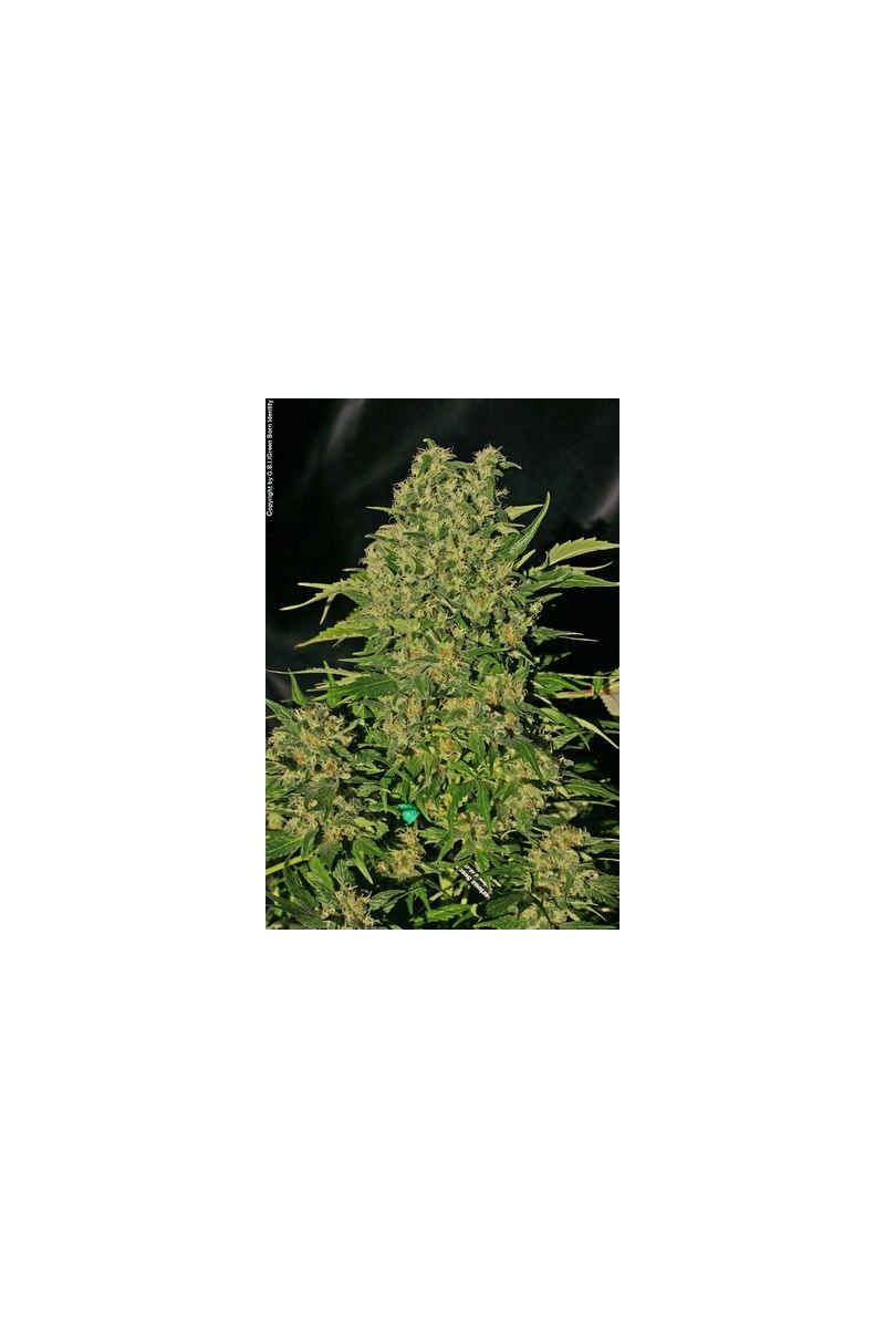 Auto Chronic, Фасовка: 5, изображение 2