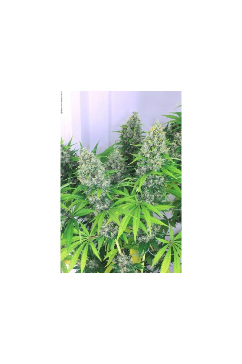 Kali Mist, Фасовка: 5, изображение 3