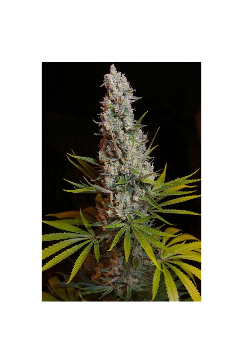 Sweet Cheese, Фасовка: 3+1