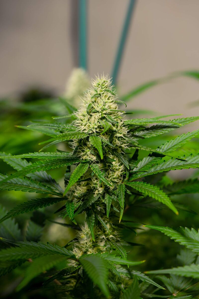 Critical Kush Reg, Фасовка: 1, изображение 4