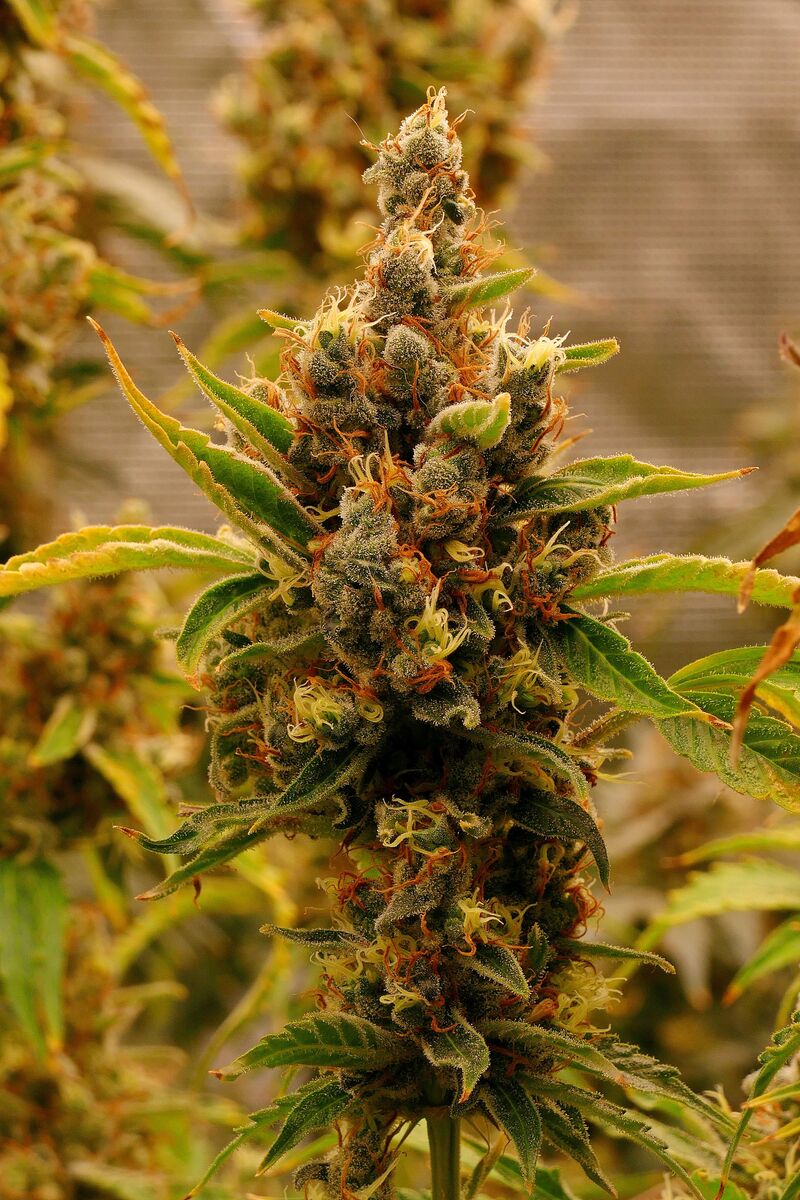 G13 Haze, Фасовка: 5, изображение 3