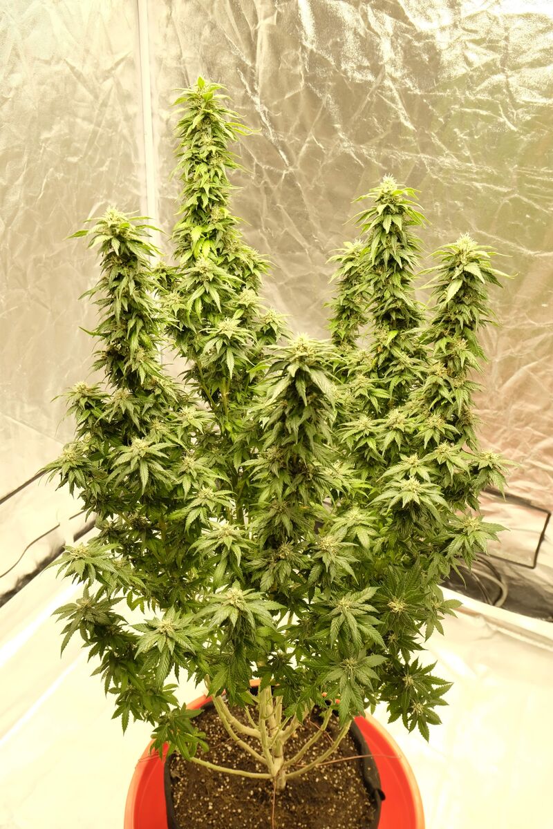 8 Ball Kush, Фасовка: 1, изображение 3