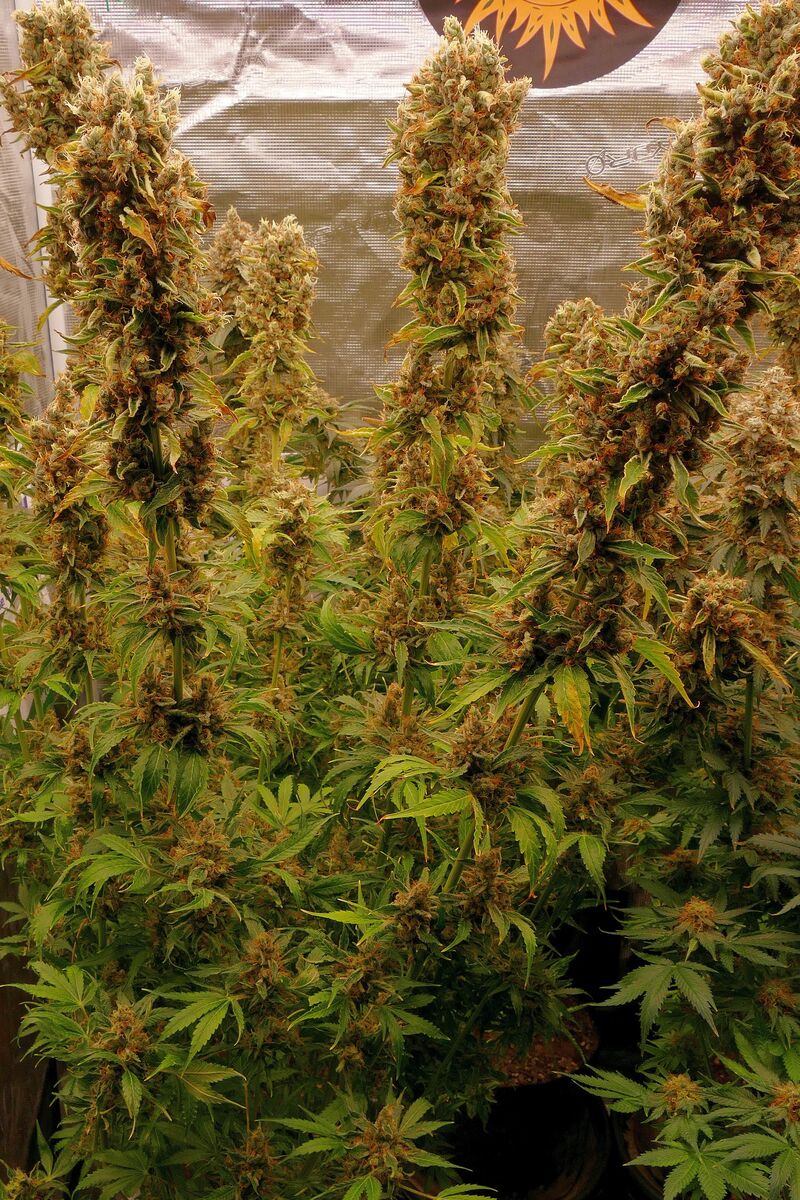 G13 Haze, Фасовка: 5, изображение 2