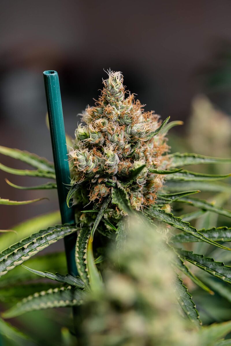 Critical Kush Reg, Фасовка: 1, изображение 3