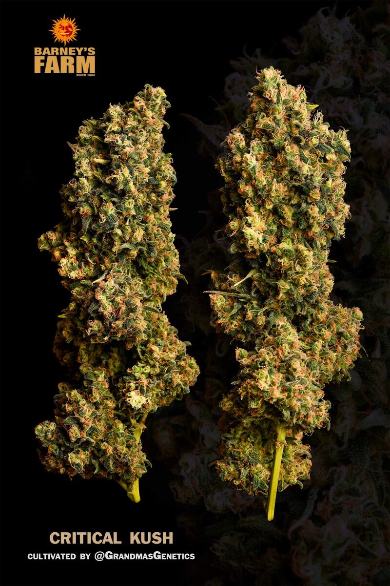 Critical Kush Reg, Фасовка: 1, изображение 2