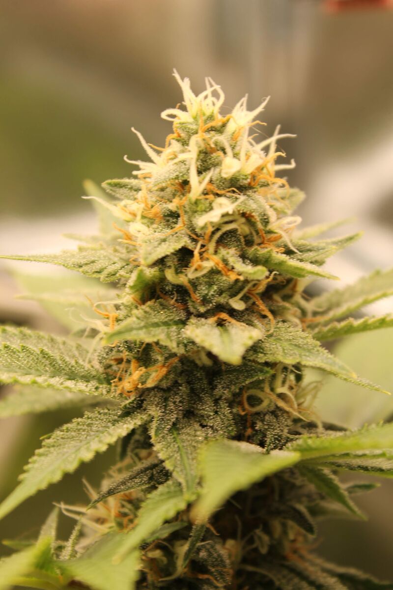 8 Ball Kush, Фасовка: 1, изображение 2