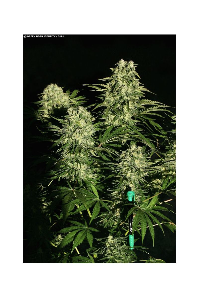 Chronic, Фасовка: 6, изображение 2