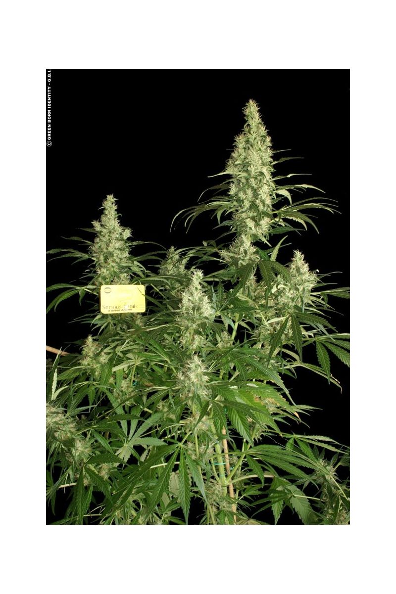 Kali Mist, Фасовка: 6, изображение 6