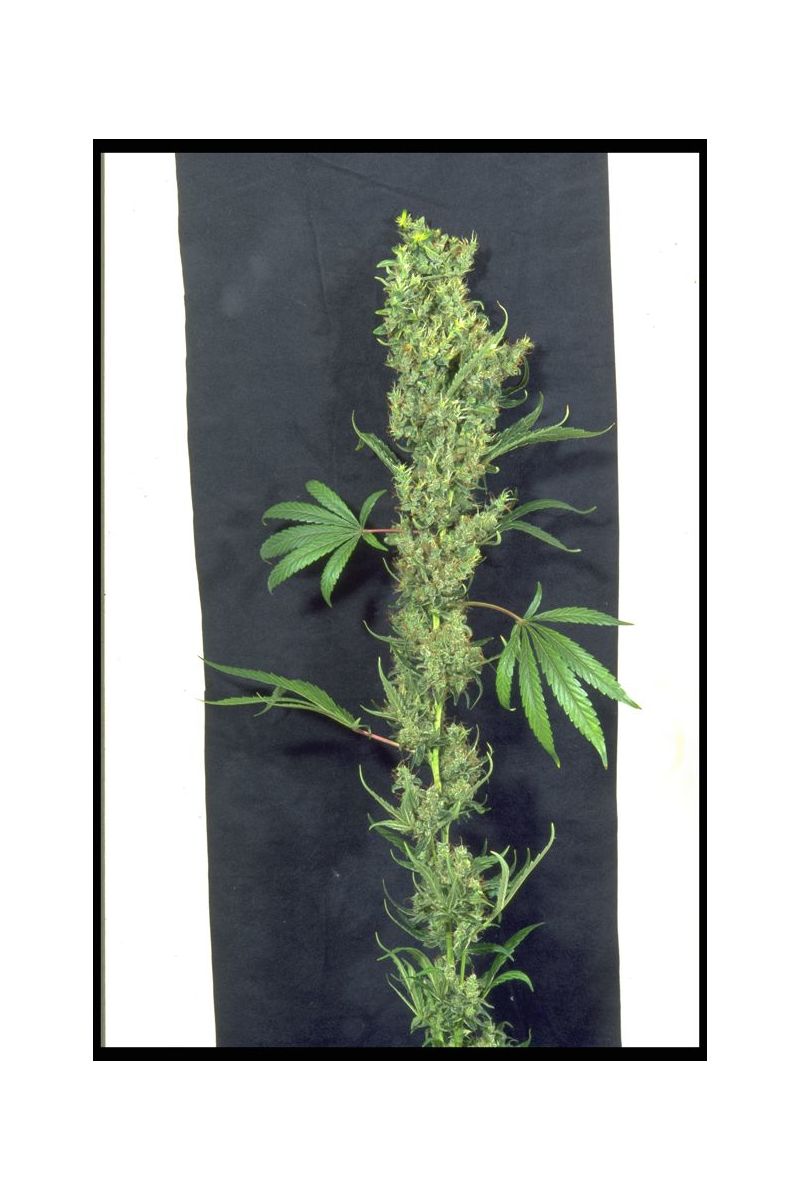 Kali Mist, Фасовка: 6, изображение 7