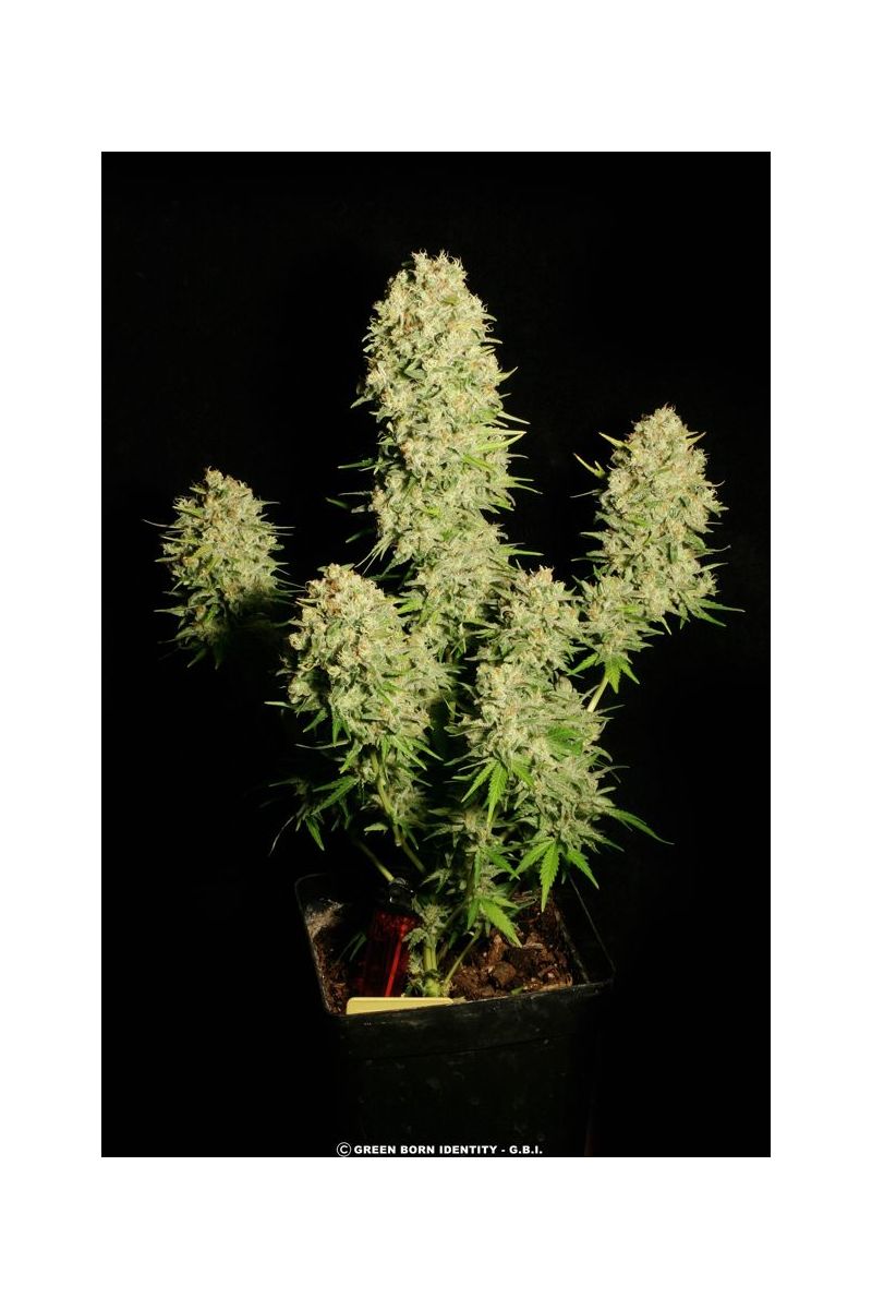 Chronic, Фасовка: 6, изображение 4