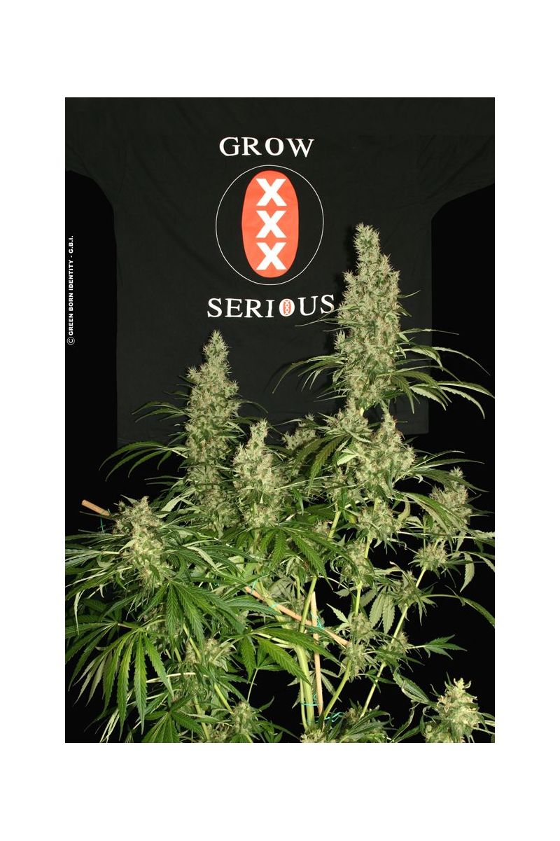 Kali Mist, Фасовка: 6, изображение 2