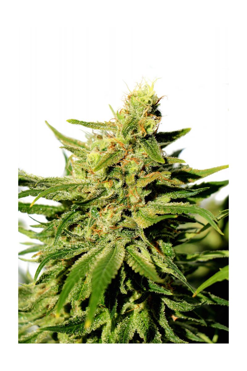 BCN Diesel CBD, Фасовка: 3