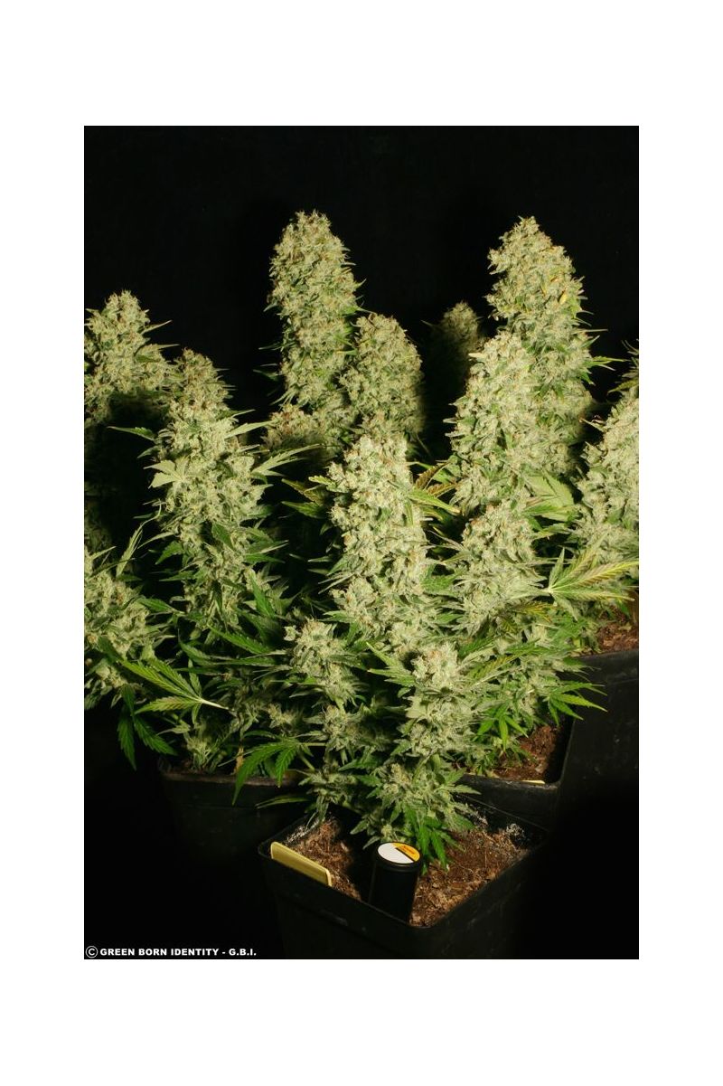 Chronic, Фасовка: 6, изображение 3