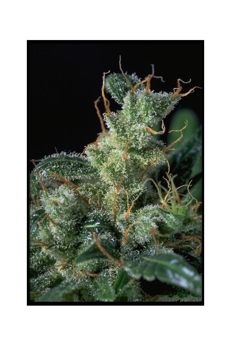 Kali Mist, Фасовка: 6, изображение 3