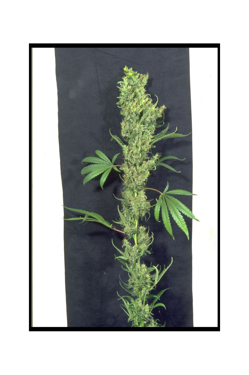 Warlock, Фасовка: 3, изображение 4