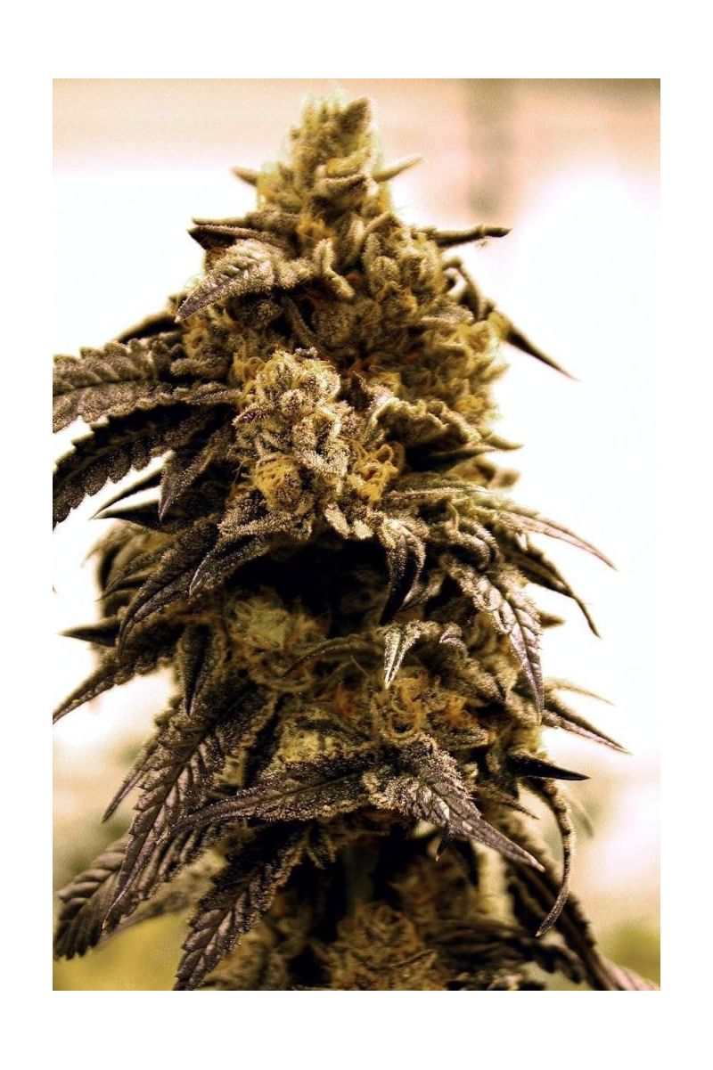 Sour D’OG Auto, Фасовка: 3