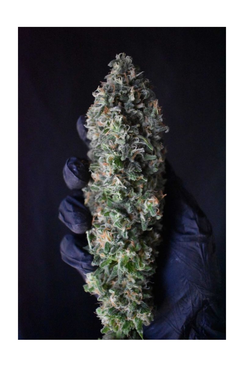 White Russian OG, Фасовка: 5, изображение 4