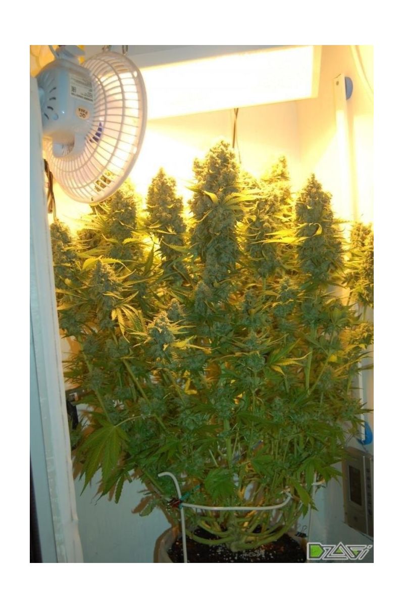 AK Skunk, Фасовка: 5, изображение 2