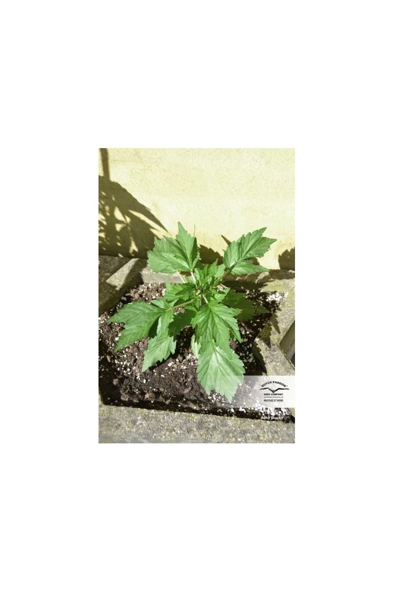 Duck Auto, Фасовка: 1, изображение 4