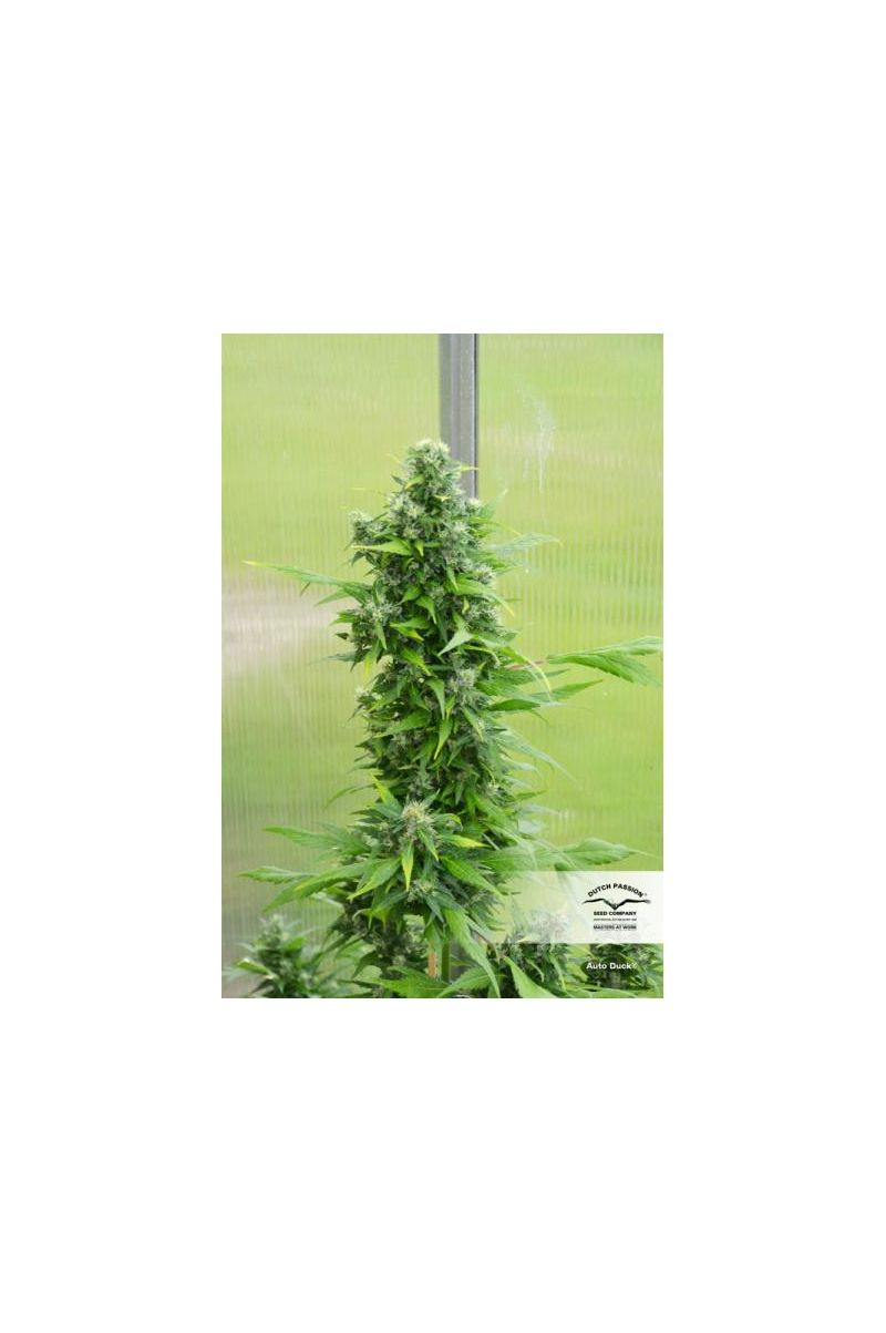 Duck Auto, Фасовка: 1, изображение 6