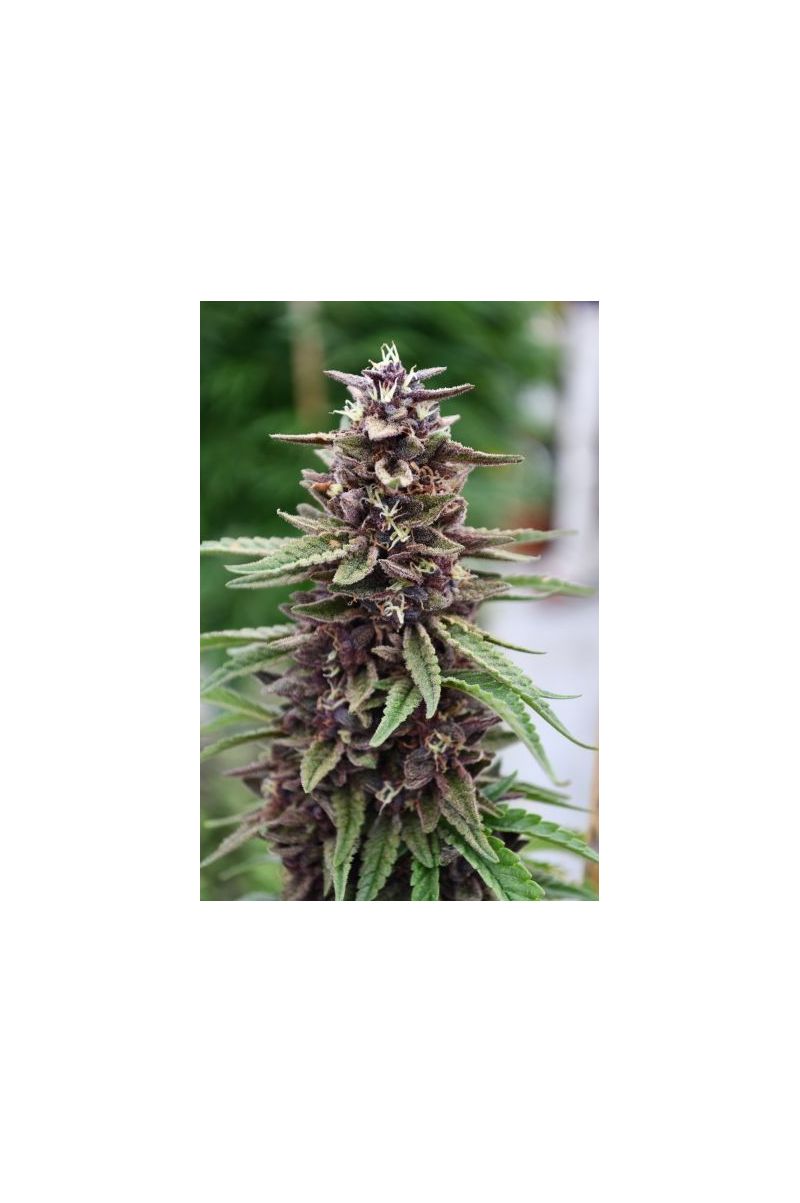 Purple Kush (X), Фасовка: 5