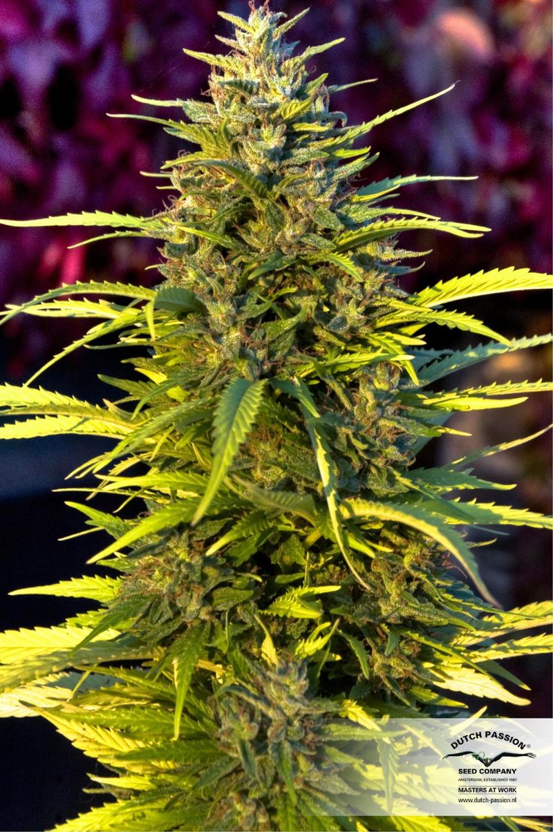 Orange Bud, Фасовка: 3, изображение 5