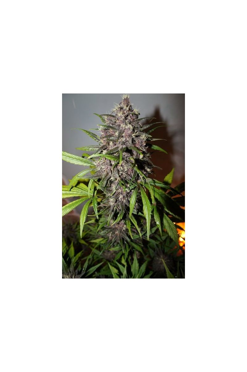 LSD-25 Auto (X), Фасовка: 5
