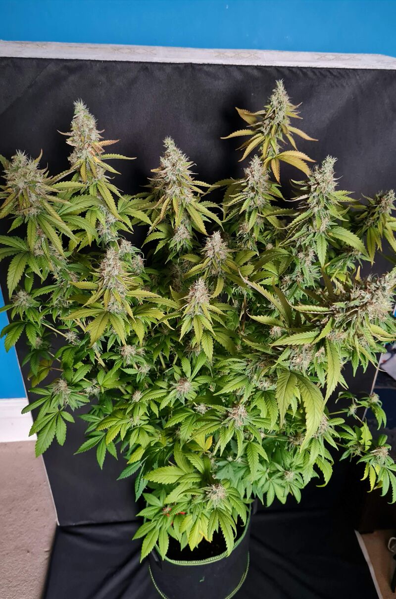 G13 Haze Reg, Фасовка: 3, изображение 3