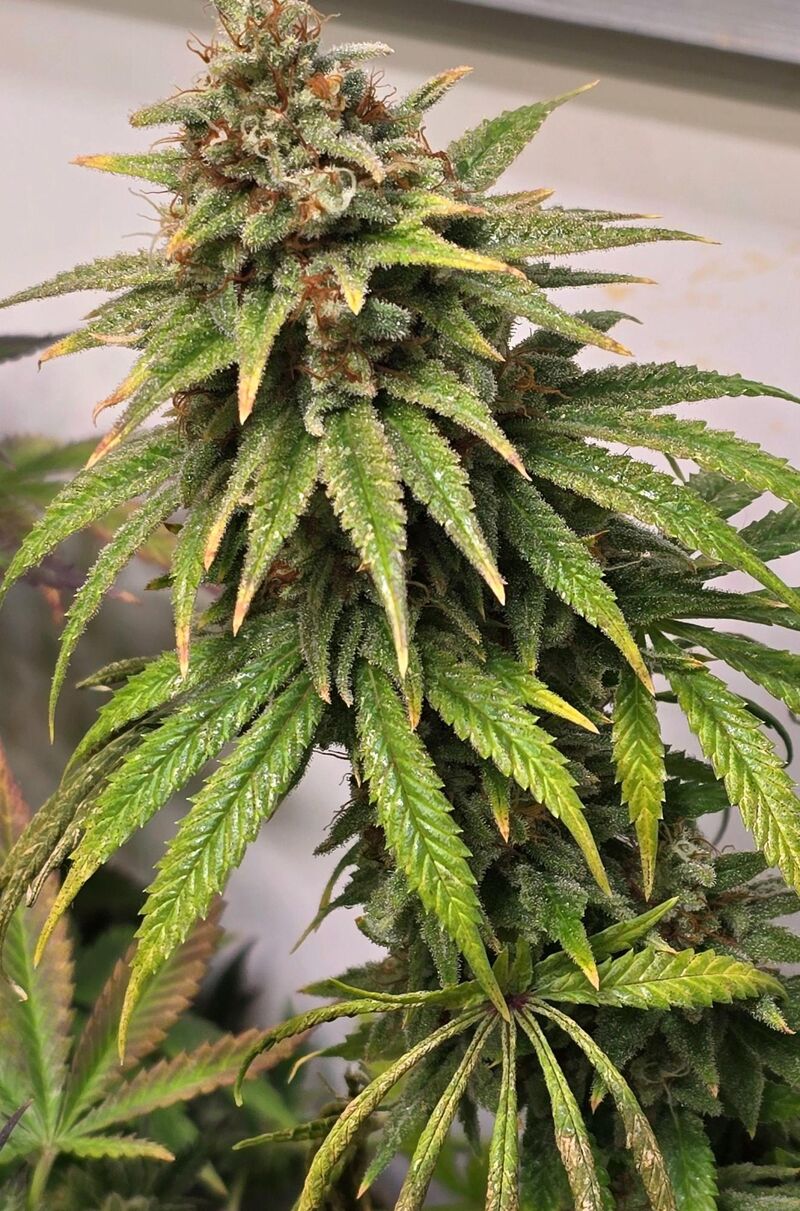 Sour Strawberry, Фасовка: 3, изображение 3