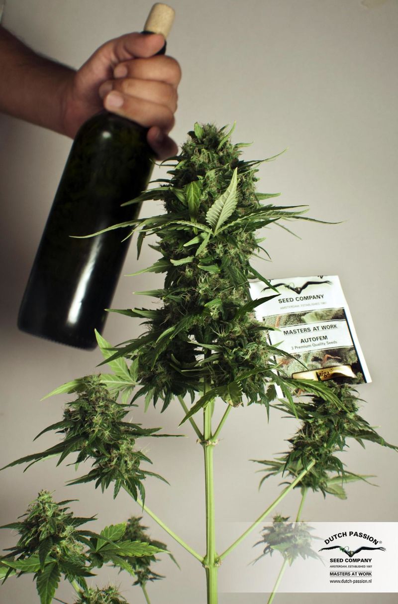 Taiga #2, Фасовка: 3, изображение 3