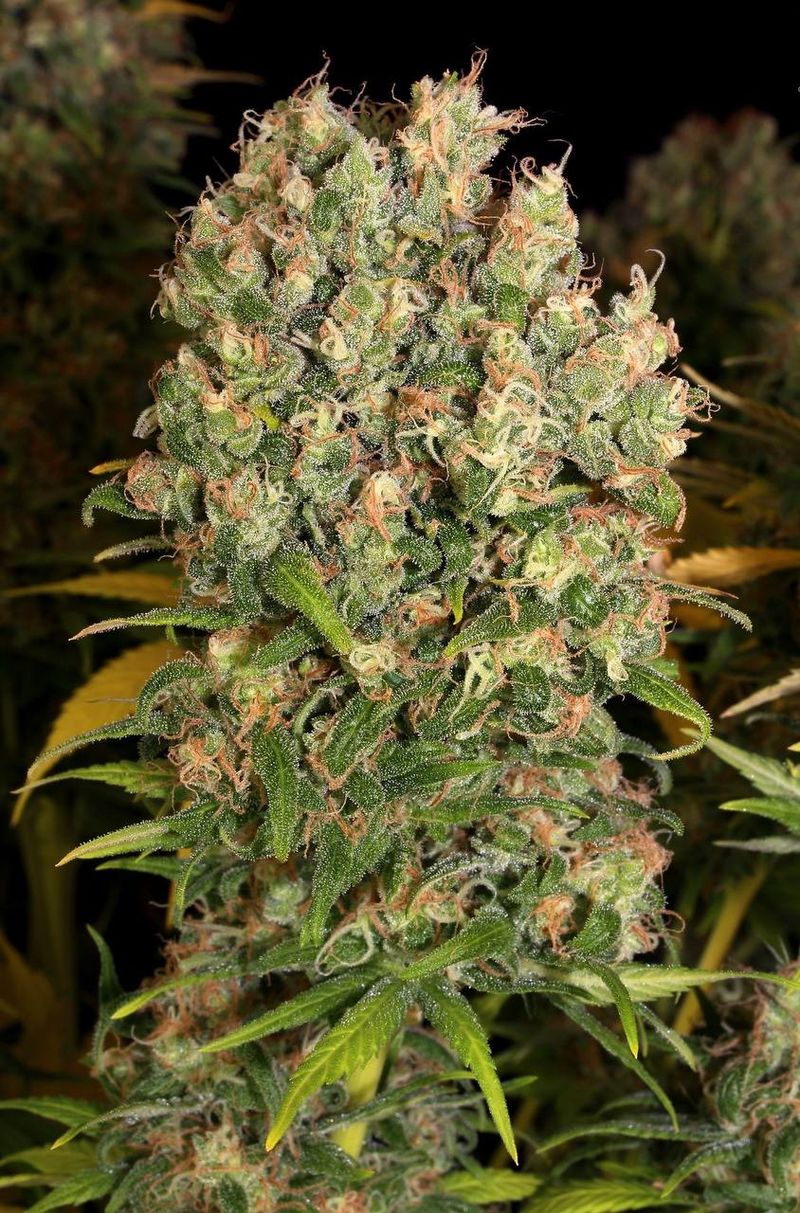 CBD-Warlock Strain, Фасовка: 3, изображение 2