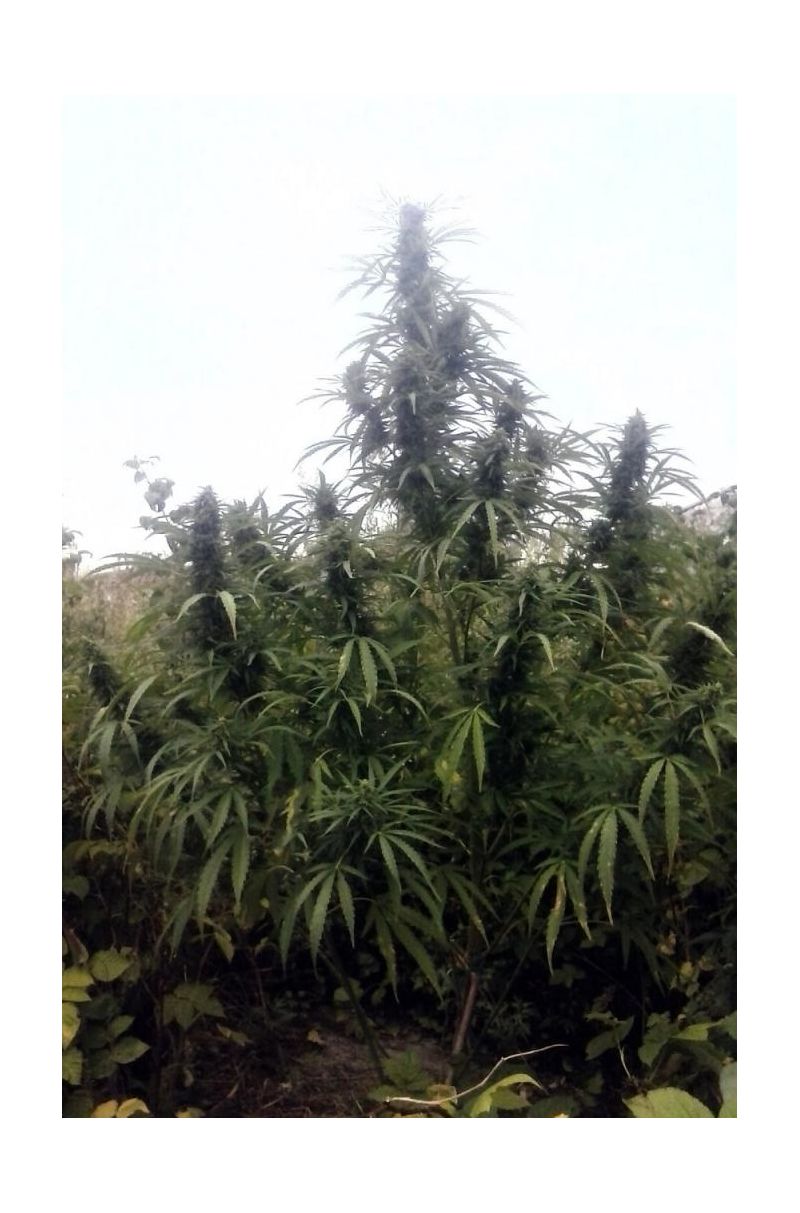 Early Durban Reg, Фасовка: 12