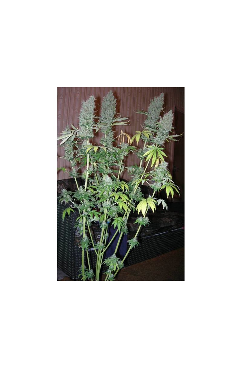 Durban Poison Reg, Фасовка: 10, изображение 5