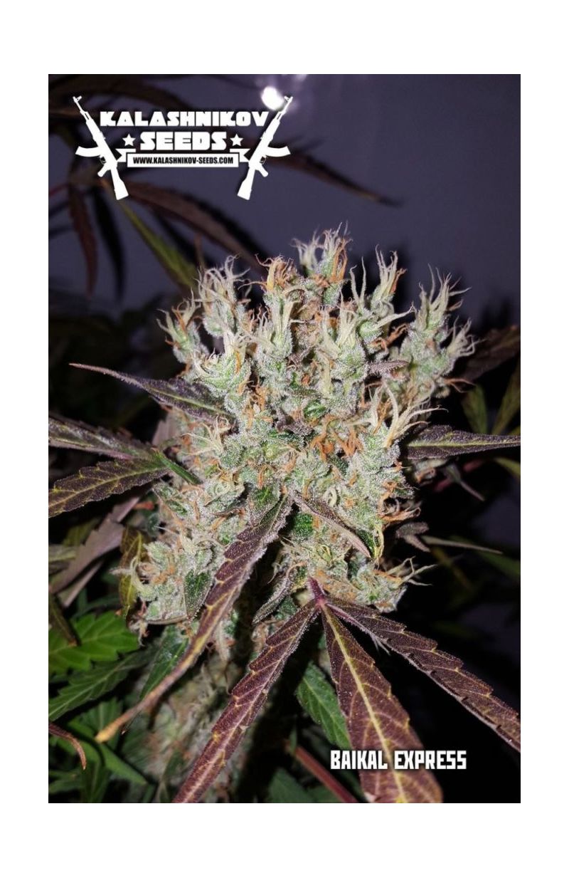 Baykal Express, Фасовка: 5, изображение 6