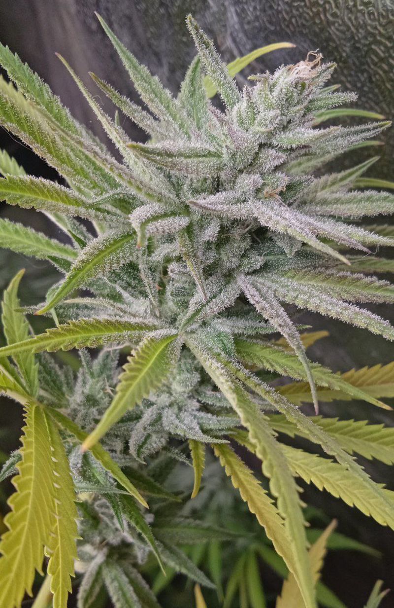 Toxic Tangerine, Фасовка: 3