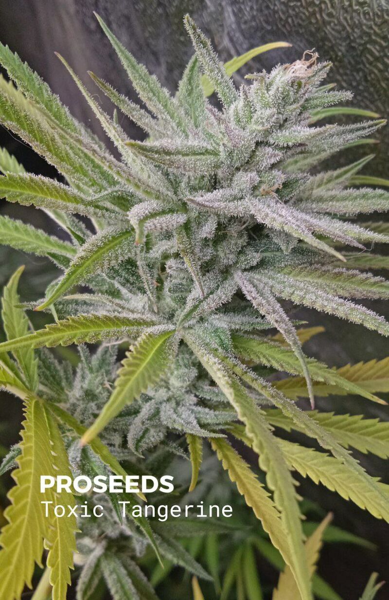 Fast Toxic Tangerine, Фасовка: 6