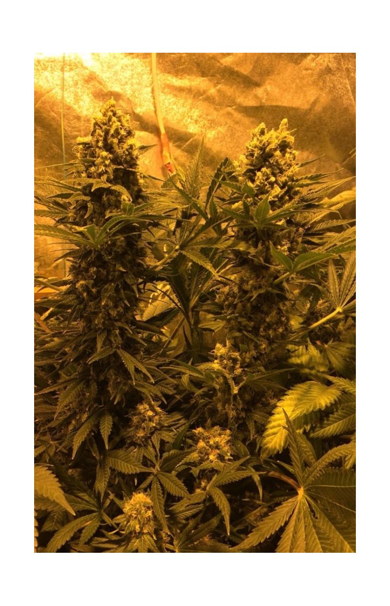 Катюша, Фасовка: 3, изображение 4