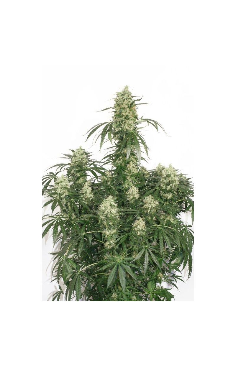 The Ultimate, Фасовка: 5, изображение 2