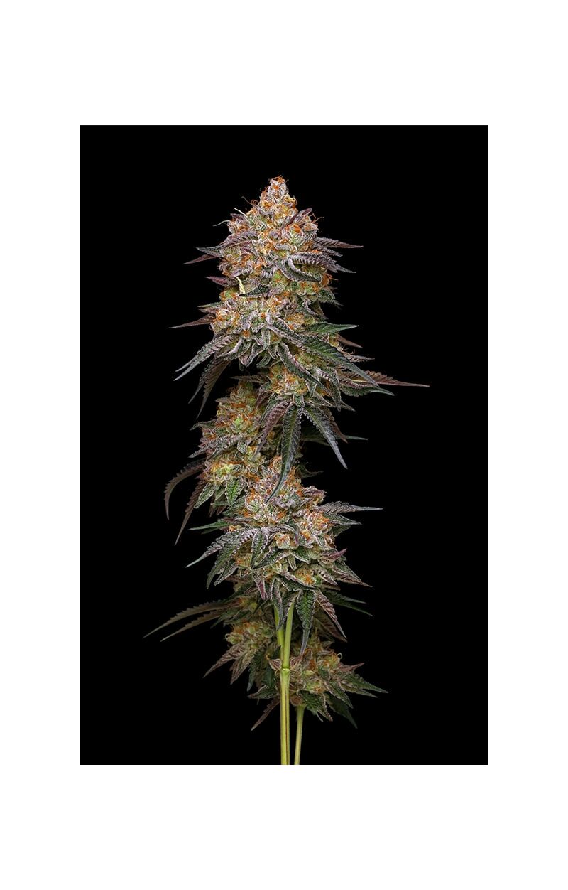 Granny Candy, Фасовка: 3