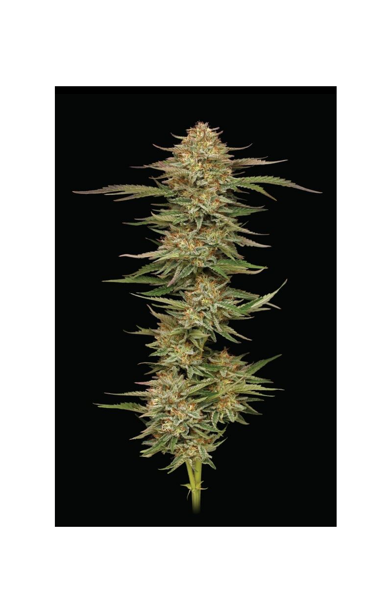 Orange Creampop, Фасовка: 3