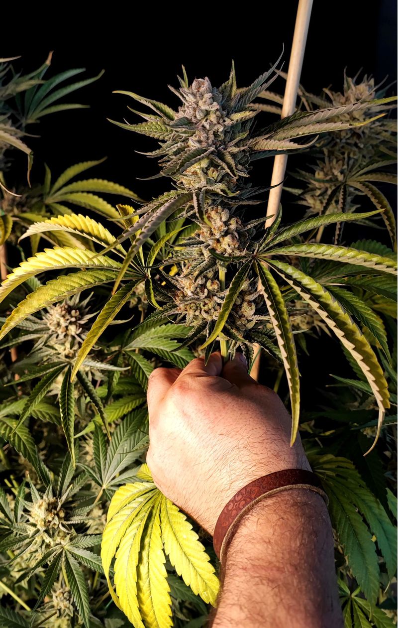 Lemon Orange, Фасовка: 3, изображение 4