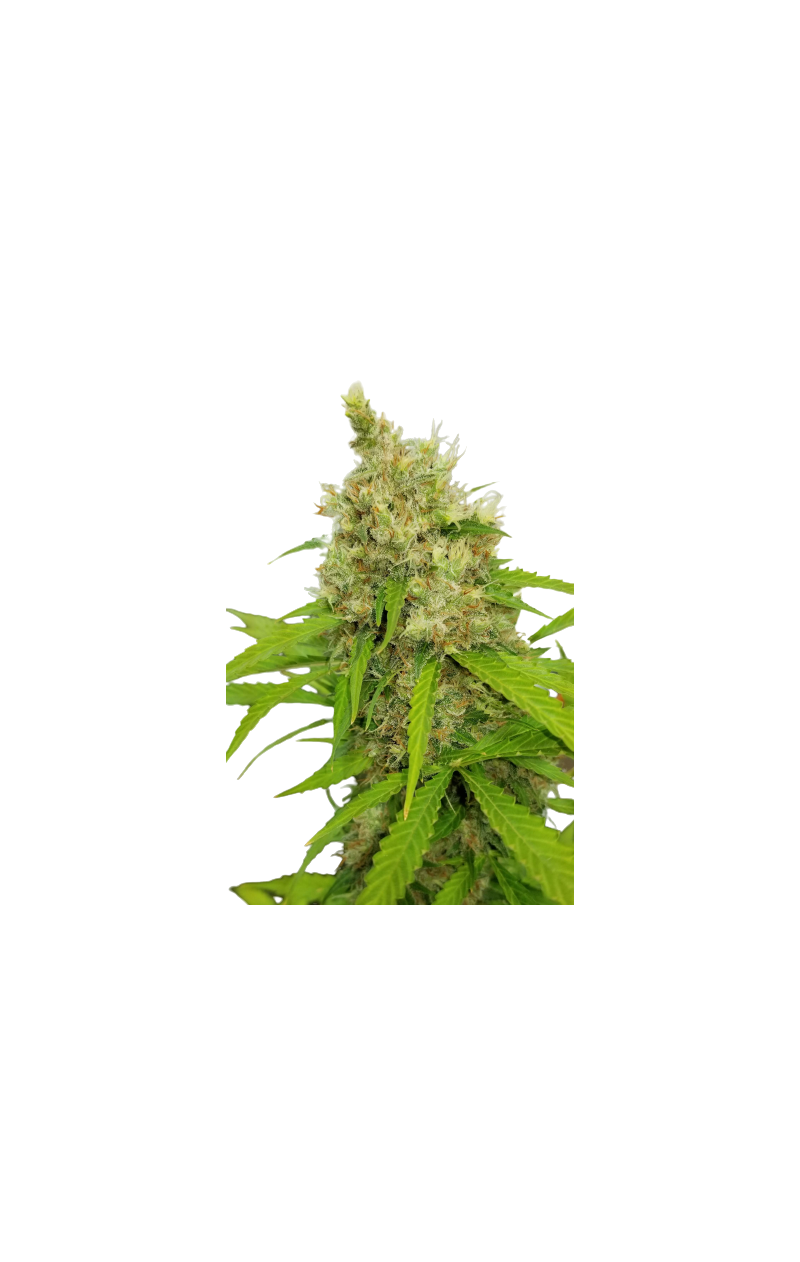 Auto Mass genetics, Фасовка: 3+1