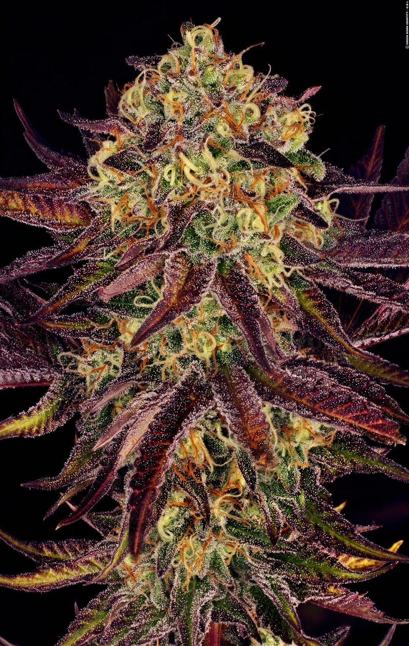 Tangerine Sorbet, Фасовка: 5