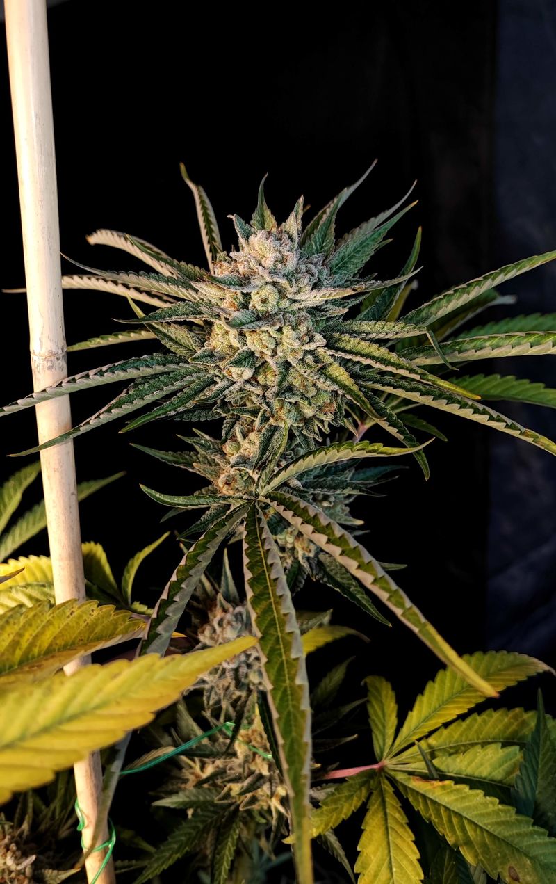 Lemon Orange, Фасовка: 3, изображение 2