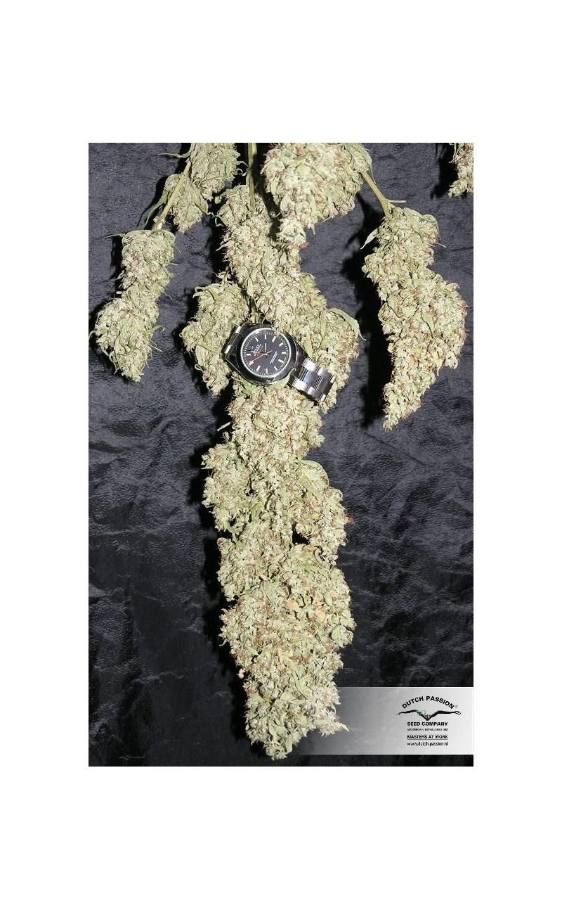 The Ultimate, Фасовка: 5, изображение 8