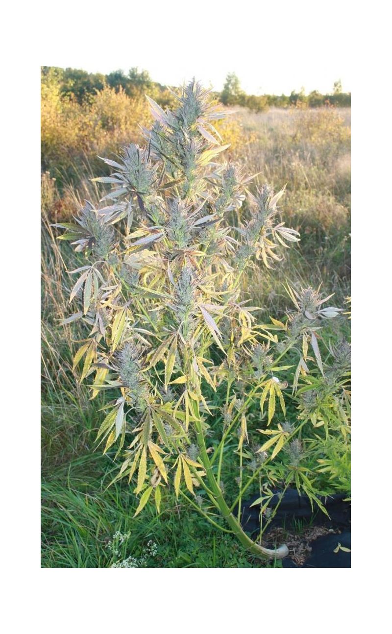 Valkyrie Reg, Фасовка: 12