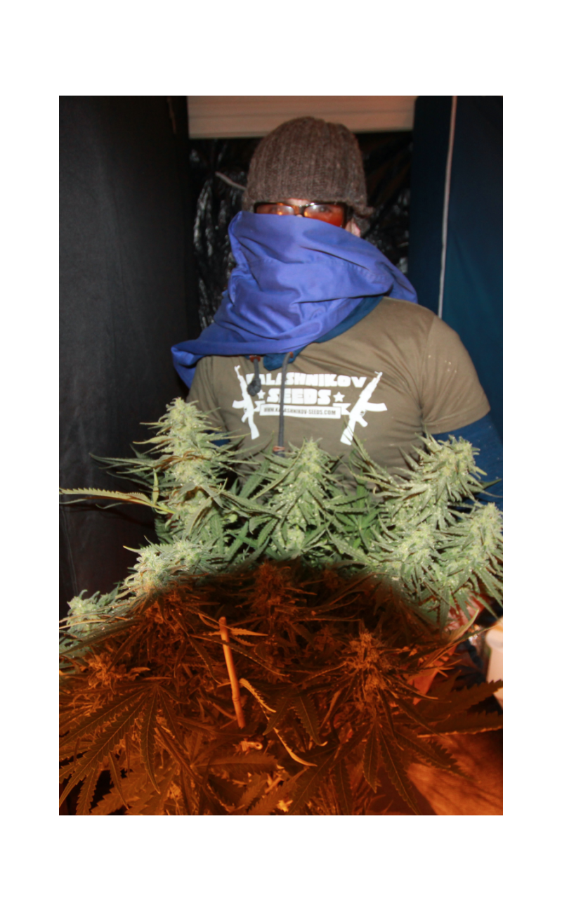 Siberian Haze, Фасовка: 5, изображение 4