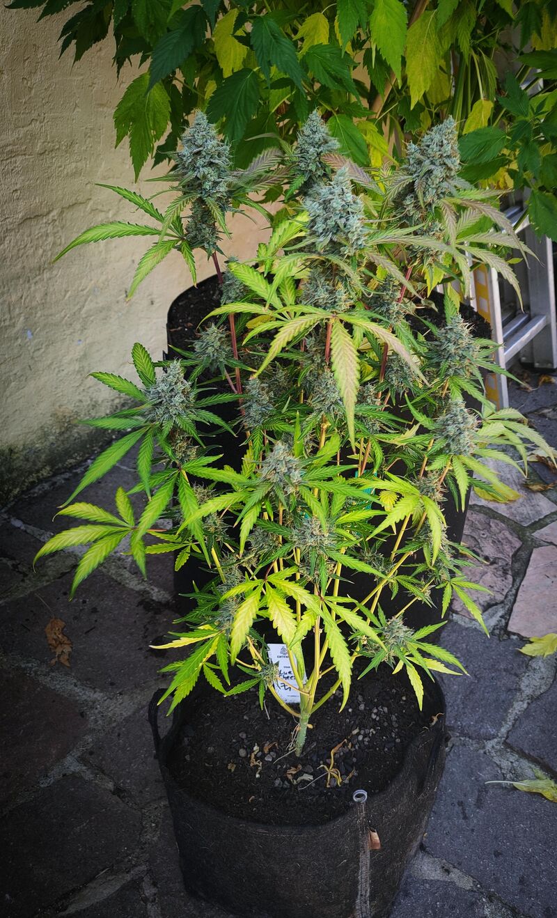 Blue Cheese auto, Фасовка: 3, изображение 3